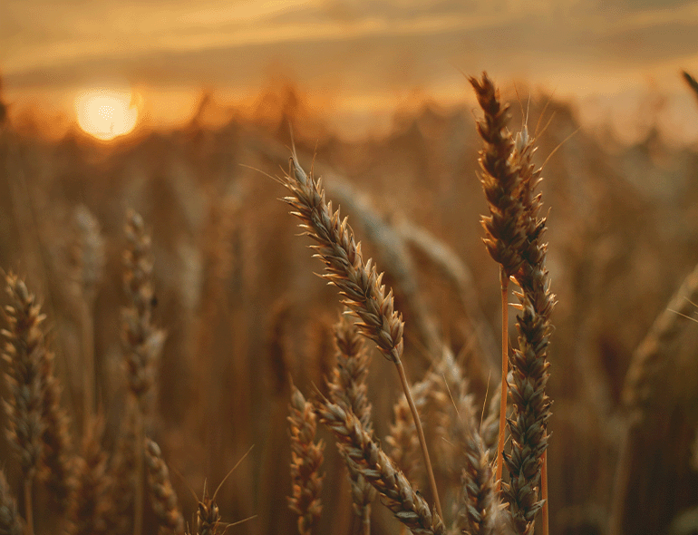 Agri3